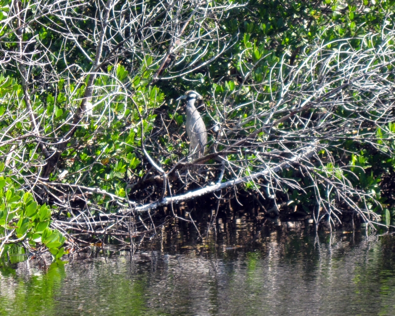 Another Yellow Crested Night Heron